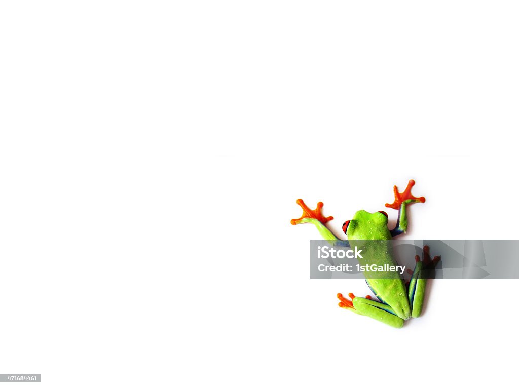 red-eyed tree frog , Agalychnis callidryas red-eyed tree frog (97), Agalychnis callidryas Frog Stock Photo