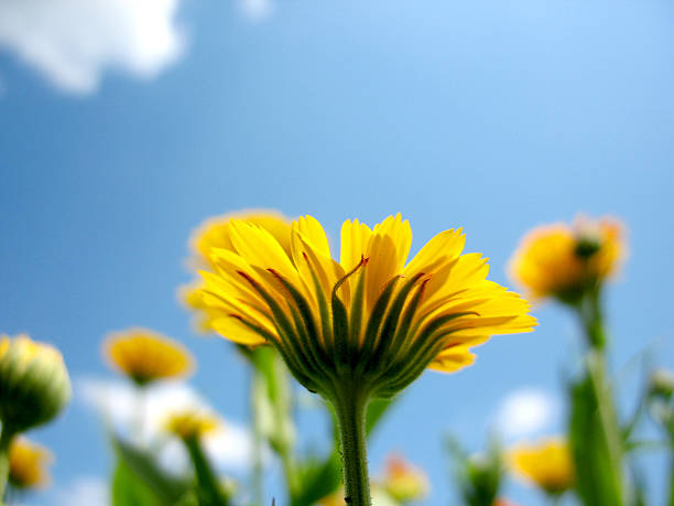 istock Flowers of calendula 471684599