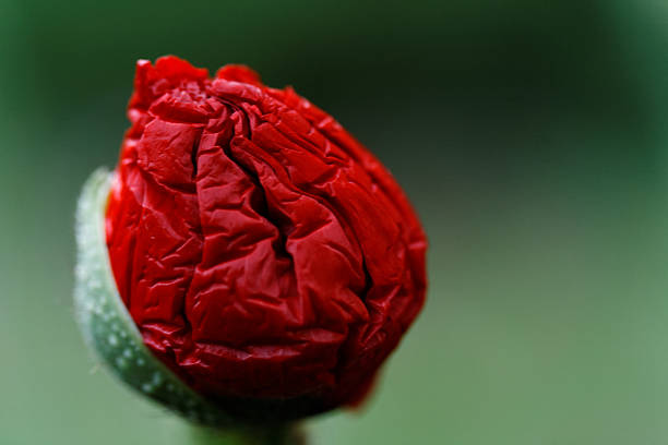 Poppy bud stock photo