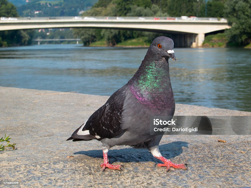 Animali di uccello di piccione - Foto stock royalty-free di Ambientazione esterna