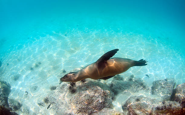 istock Sea lion swimming underwater 471685479