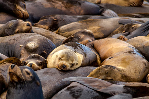 istock Pacific Northwest Sea Lions and Seals 471686020