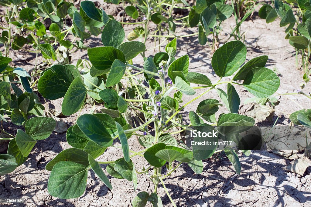 Campo de soja, plantas florescendo - Foto de stock de Agricultura royalty-free