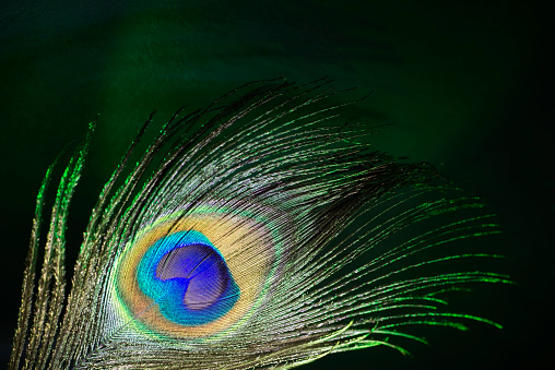Peacock Feather Stock Photo - Download Image Now - 2015, Animal Markings, Beauty - iStock Peacock Feather Stock Photo - Download Image Now - 2015, Animal Markings, Beauty - iStock