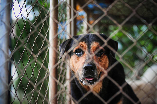 istock Closeup of a scary black dog 471686417
