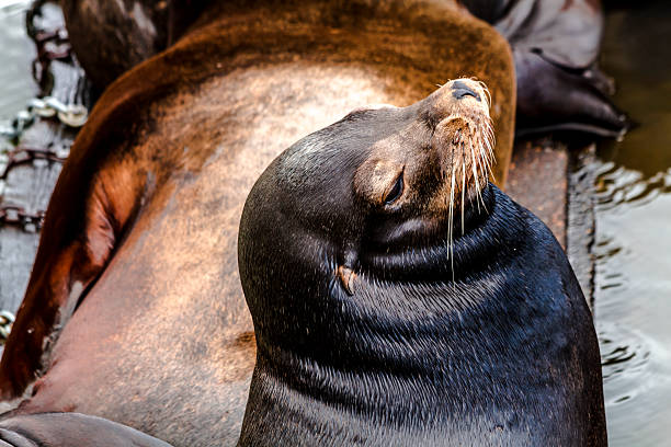 istock Pacific Northwest Sea Lions and Seals 471687150