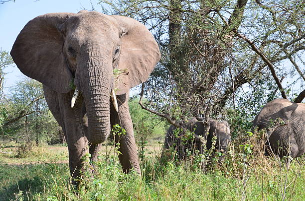istock Wild Elephant in Tanzania 471687196