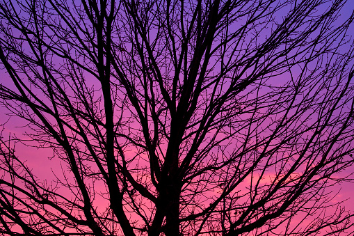 Tree Sihouette at Dawn