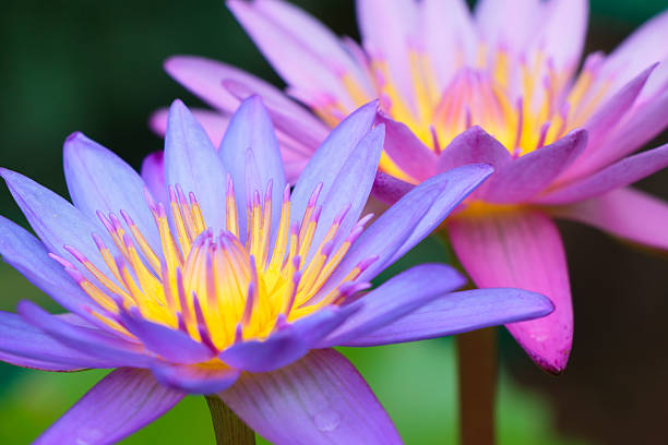 fleur de lotus - lotus ornamental garden insect summer photos et images de collection