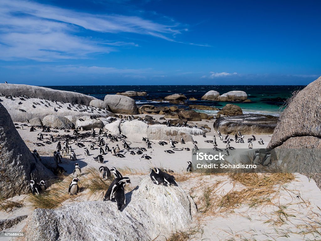 African Penguins on the Boulders Beach in Simon's Town Horizontal photo of a colony of African penguins, known also as jackass penguins or black-footed penguins, resting on the rocks and sand on Boulders beach in Simon's Town, South Africa, on a sunny February day. Wide angle, blue sky in the background. Penguin Stock Photo