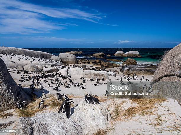 African Penguins On The Boulders Beach In Simons Town Stock Photo - Download Image Now