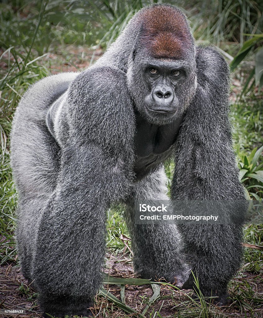 Full body image of a Silver Back Gorilla Full body image of a Gorilla Gorilla Stock Photo