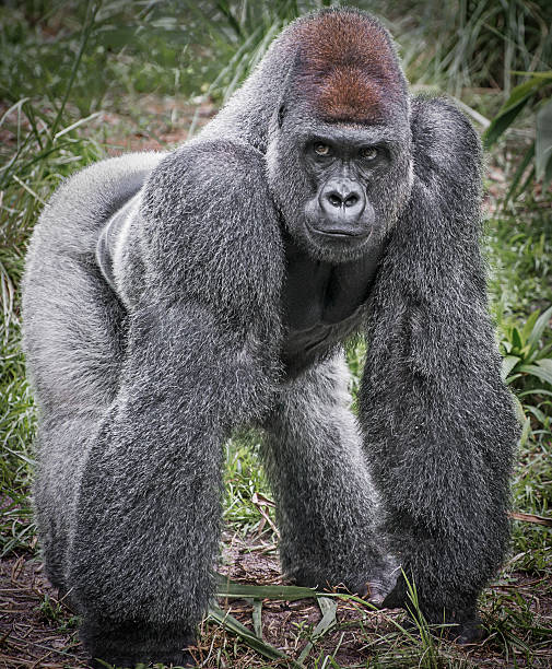 Full body image of a Silver Back Gorilla Full body image of a Gorilla gorilla photos stock pictures, royalty-free photos & images