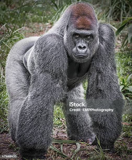 Full Body Image Of A Silver Back Gorilla Stock Photo - Download Image Now - Gorilla, Silverback Gorilla, Large