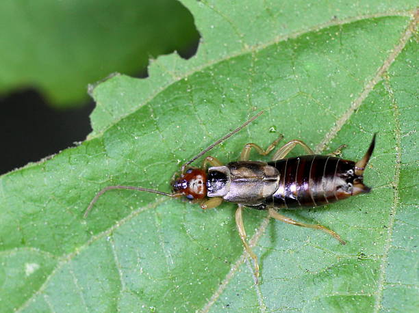 istock European Earwig on a Leaf 471688459