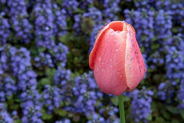 Wet Tulip in a Colorful Setting A salmon pin tulip, covered with drops of rain water is backed by violet purple ajuga flowers in a perennial flower garden in spring. april showers may flowers stock pictures, royalty-free photos & images