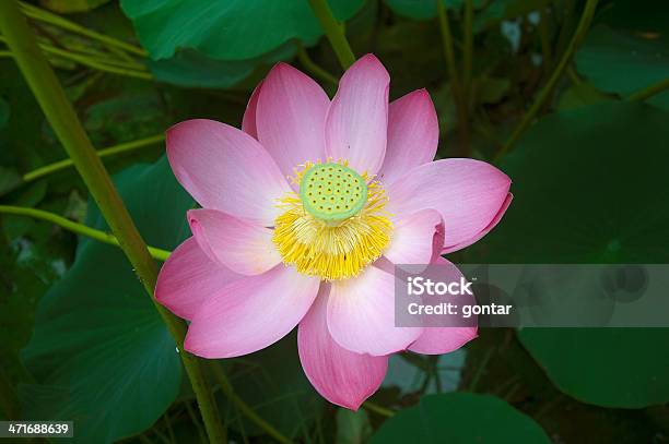 Lotus Blossoms Stock Photo - Download Image Now - Beauty In Nature, Blossom, Buddhism
