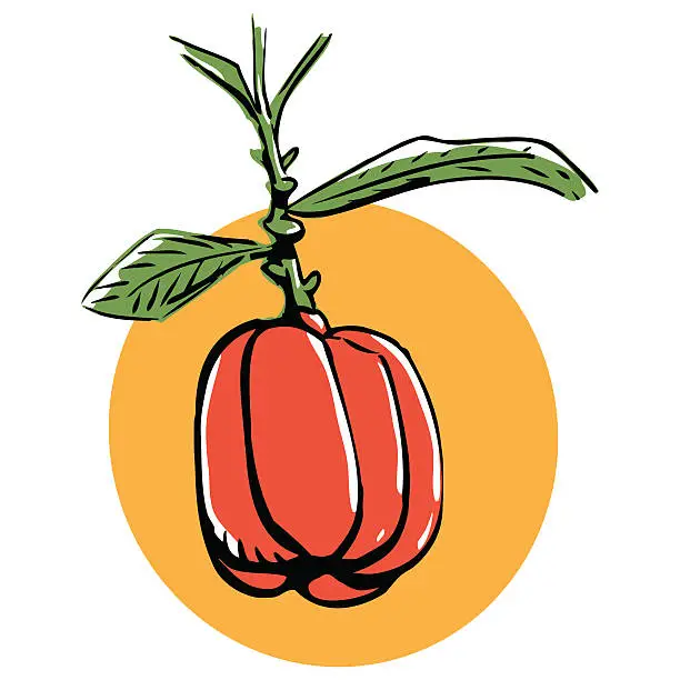 Vector illustration of Ackee fruit