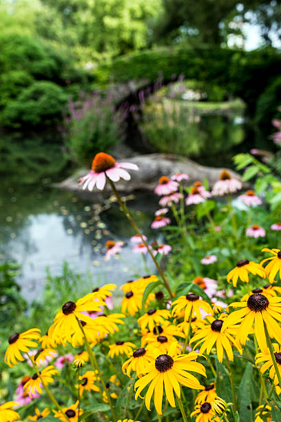 istock Central Park, New York City 471689277