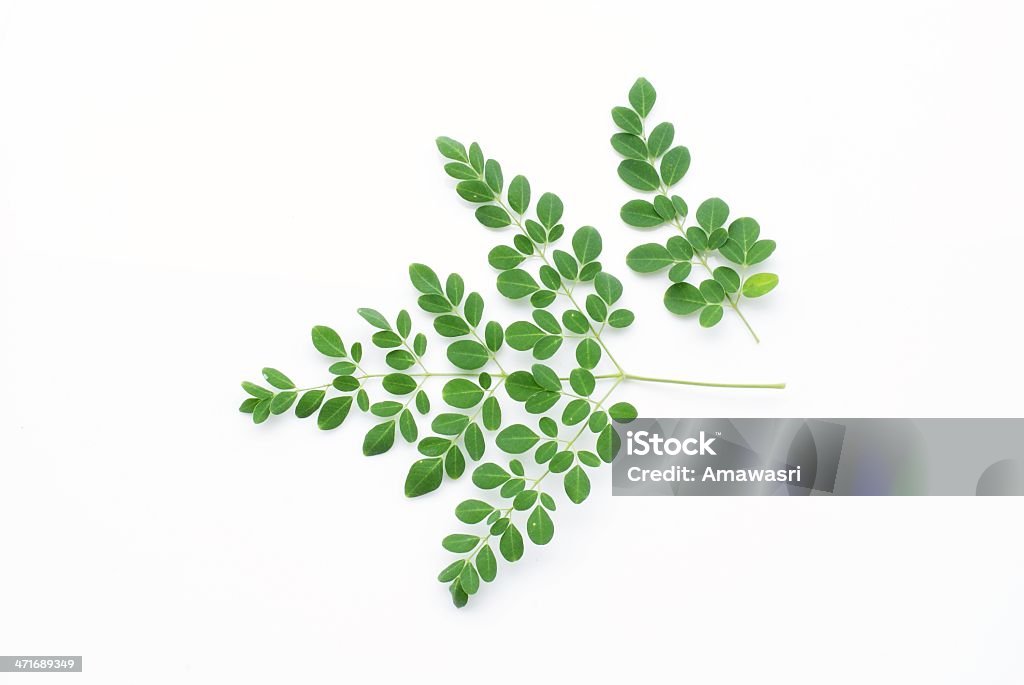 Green leaf isolar no fundo branco - Foto de stock de Antioxidante royalty-free