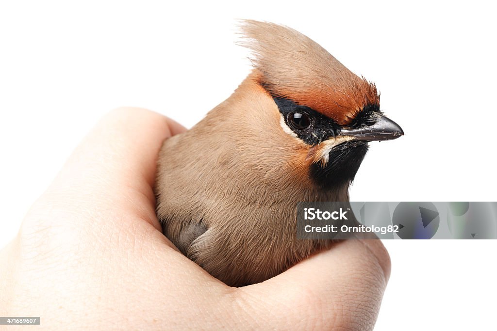 Bombycilla garrulus, 여새. - 로열티 프리 Senior Animal 스톡 사진