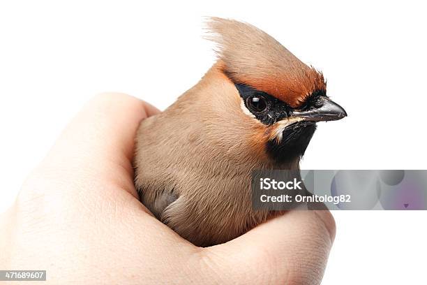 Bombycilla Garrulus 여새 Senior Animal에 대한 스톡 사진 및 기타 이미지 - Senior Animal, 귀여운, 나무