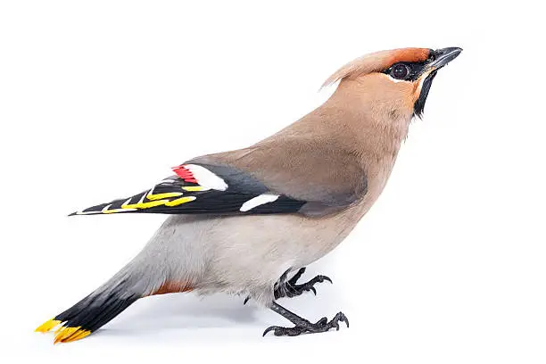 Bombycilla garrulus, Waxwing, in studio against a white background. This bird crashed into the window glass and damaged his wings.