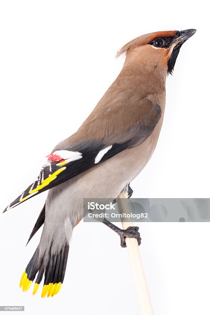 Bombycilla garrulus, Jaseur. - Photo de Adulte libre de droits