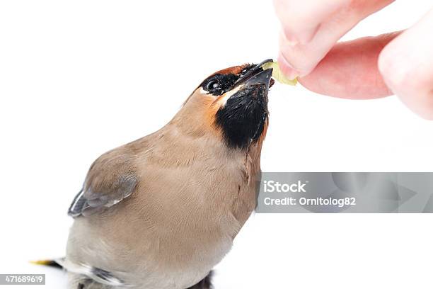 Photo libre de droit de Bombycilla Garrulus Jaseur banque d'images et plus d'images libres de droit de Adulte - Adulte, Animal âgé, Arbre