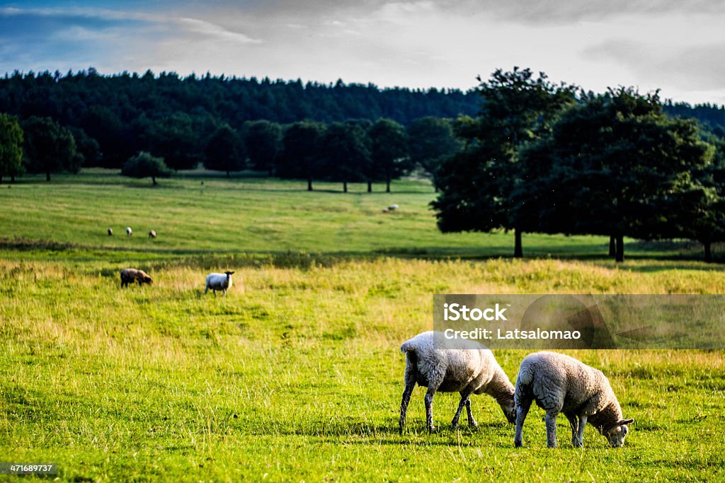 Countryside Picture of the English countryside in South Yorkshire near Chatsworth house. Sheep feeding can be appreciated late in the afternoon. Agriculture Stock Photo