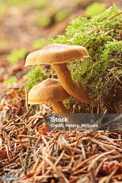 Woodland Mushroom - zdjęcia stockowe i więcej obrazów Bez ludzi - Bez ludzi, Bliskie zbliżenie, Fotografika