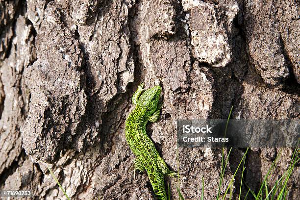 Green Lizard Stock Photo - Download Image Now - Animal, Animal Body, Animal Body Part