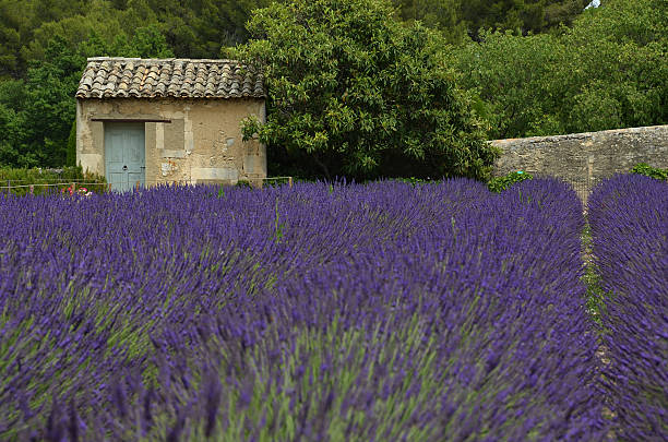 Small shed in van Gogh's asylum, Saint-Remy, France Outhouse surrounded by lavender field in van Gogh's asylum, Saint-Remy, France vincent van gogh painter photos stock pictures, royalty-free photos & images