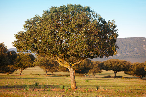 Oak holm, ilex en un bosque mediterráneo. Cabaneros park, España photo