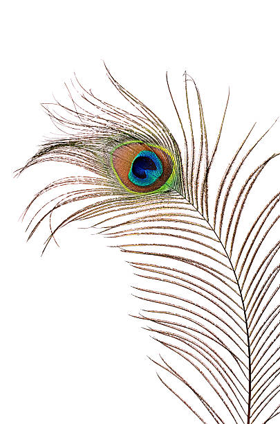 istock Beautiful feather of a peacock isolated on white 471691458