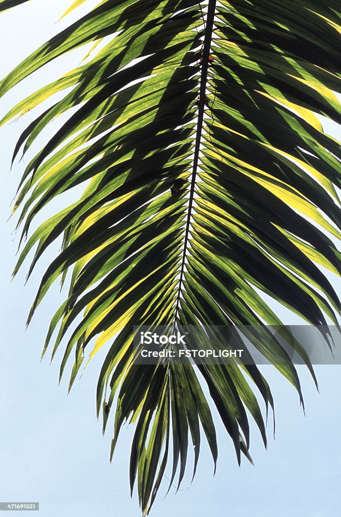 Tropikalna palma - Zbiór zdjęć royalty-free (Bez ludzi)
