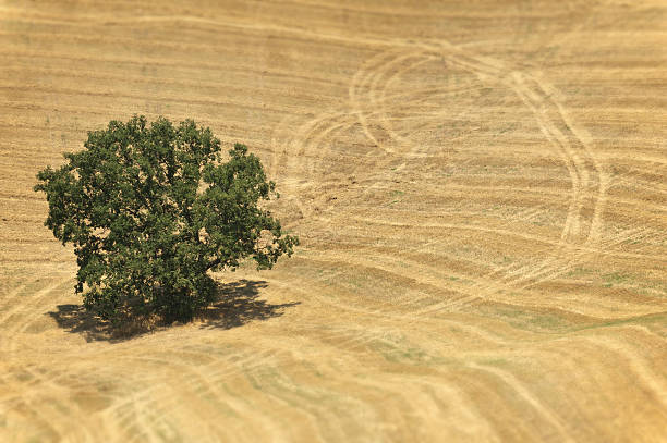 дуб в уединение - landscape tree field solitude стоковые фото и изображения