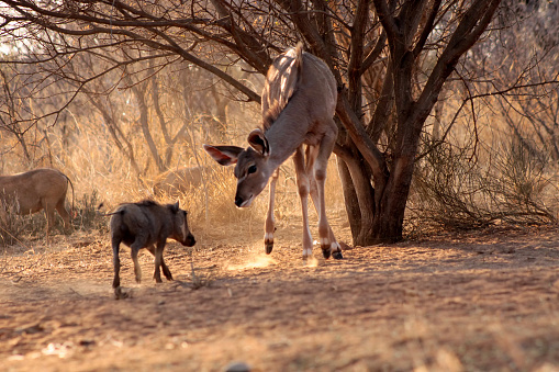 Kudu Ewe soporte photo