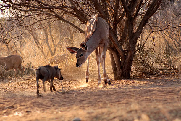 koudou brebis tiré à distance de sécurité - gracious photos et images de collection