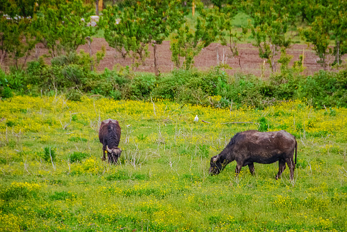 A water buffalo farm in Italy were their milk is used to make Mozzarella di Bufalo.