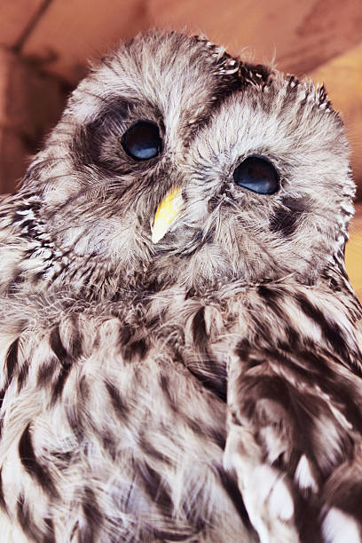 istock Owl as a symbol of intelligence, knowledge and wisdom. 471692350