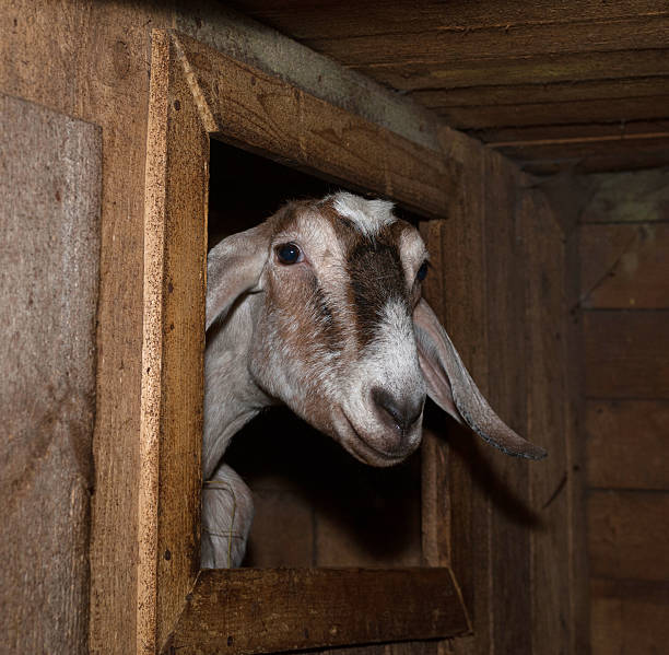istock Nubian brown female goat in barn 471692564
