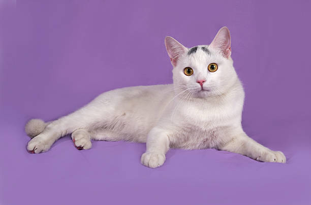 istock White cat with gray spots lies on lilac 471692748