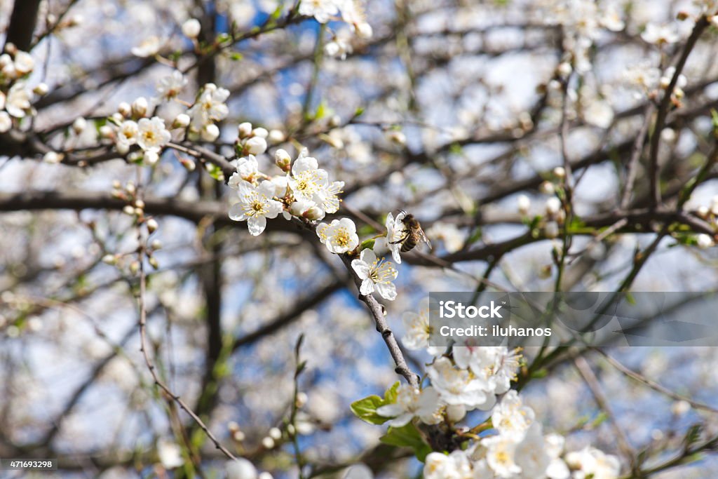 spring flowers 2015 Stock Photo