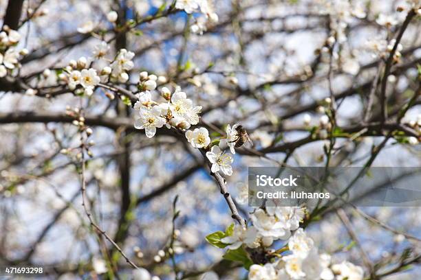 Spring Flowers Stock Photo - Download Image Now - 2015, Backgrounds, Beauty