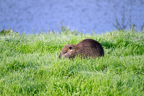 nutria - foto de stock