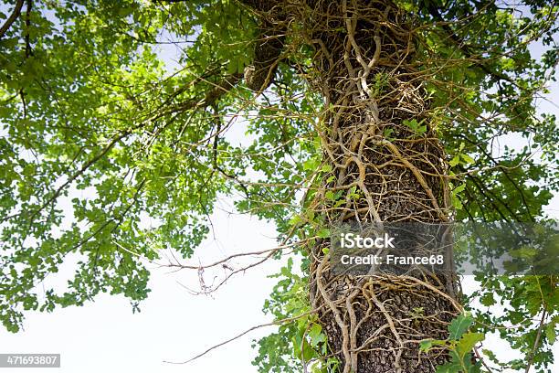 Klettern Efeu Auf Einem Baumstamm Stockfoto und mehr Bilder von Alejandro Foglia - Alejandro Foglia, Bildhintergrund, Blatt - Pflanzenbestandteile
