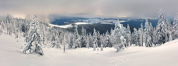 istock Trees covered with hoarfrost and snow in mountains 471693921