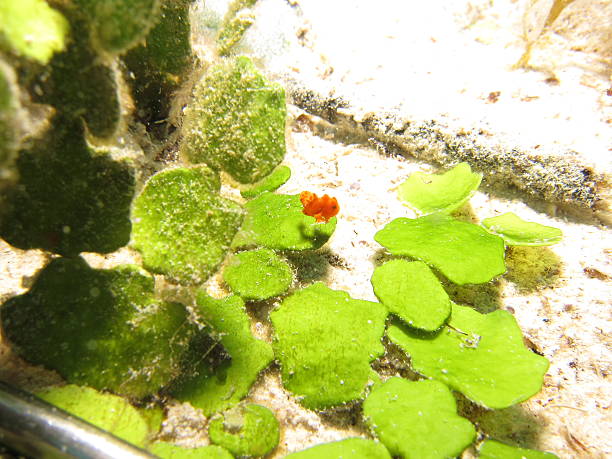 Juvenile Frogfish Juvenile Frogfish (Antennariidae) hiding in an estuary red frog fish stock pictures, royalty-free photos & images