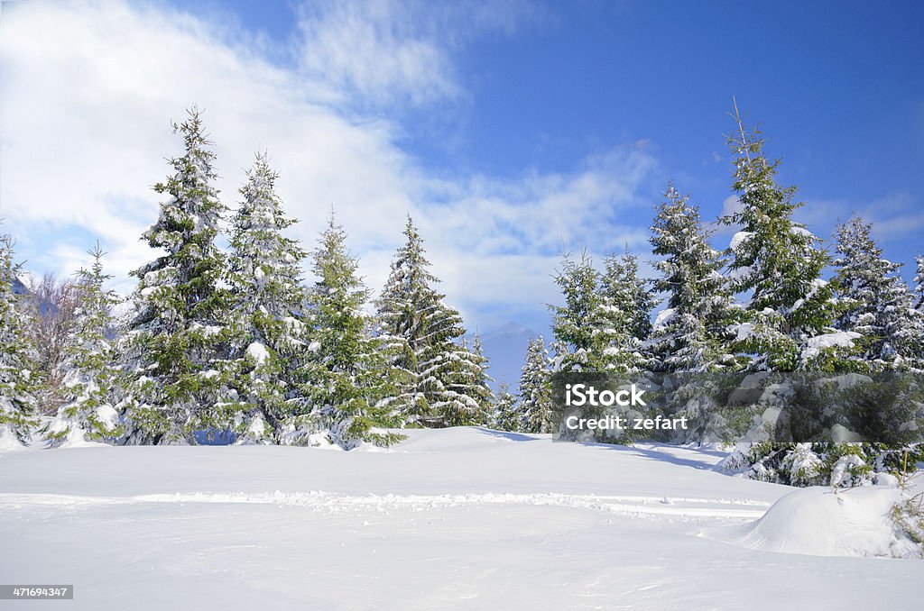 Pinheiros cobertos de neve e céu azul de nice - Foto de stock de Azul royalty-free